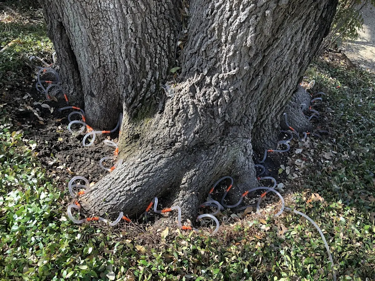 Detailed Tree Cabling and Bracing job site in Holland Patent