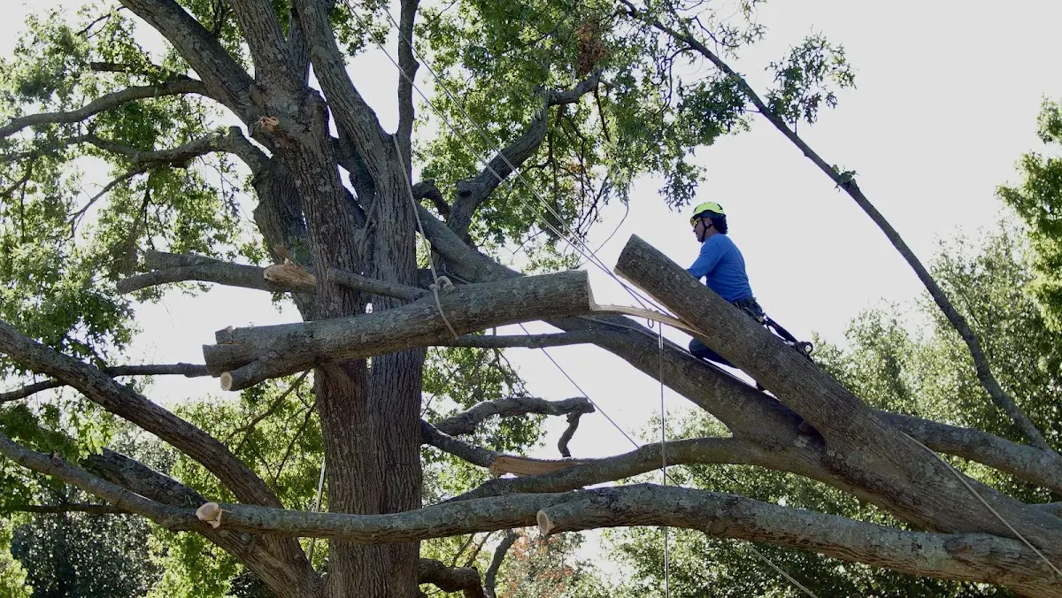 Professional Crown Thinning performed by certified arborists in Holland Patent