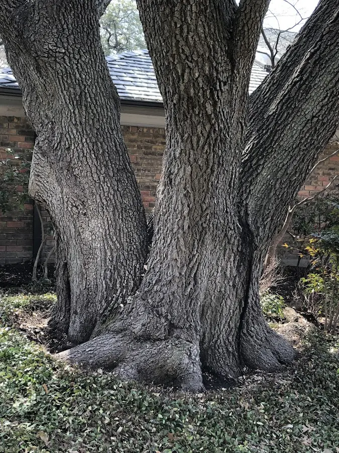 Mature heritage tree close to a Holland Patent property cared for by certified arborists